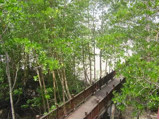 Pulau Kukup Arboretum