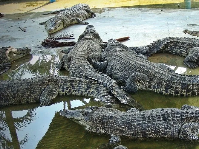 Teluk Sengat Crocodile Farm in Desaru Malaysia