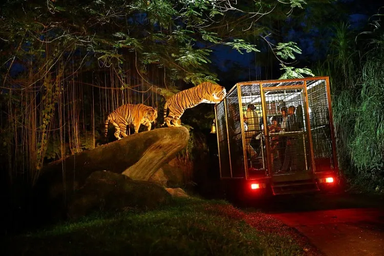Singapore Night Safari