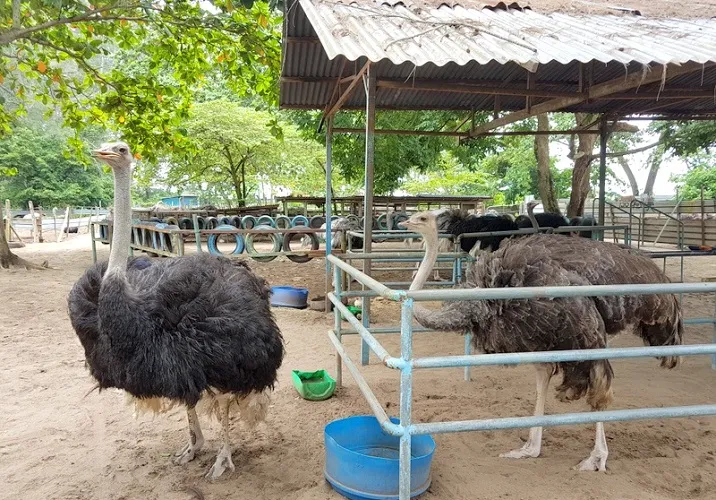 Teluk Ramunia Ostrich Farm in Desaru Malaysia