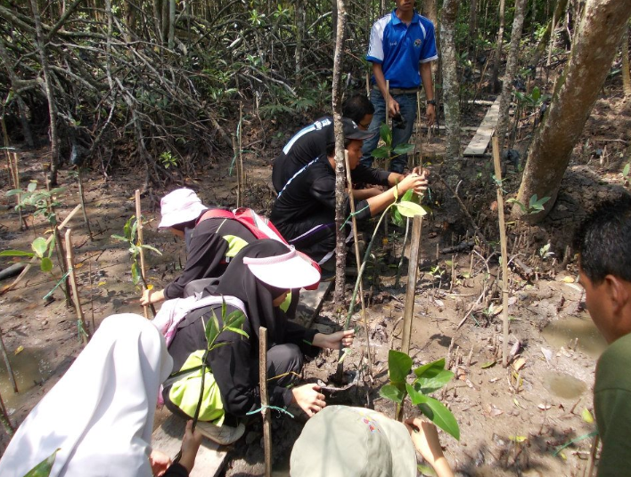 Pulau Kukup mangrove tree planting