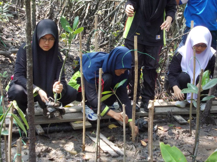 Pulau Kukup mangrove tree planting