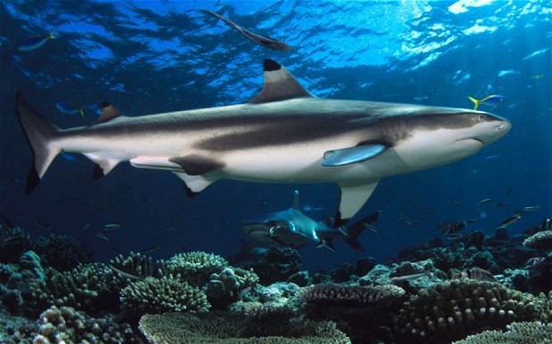 Black tip shark at Tioman