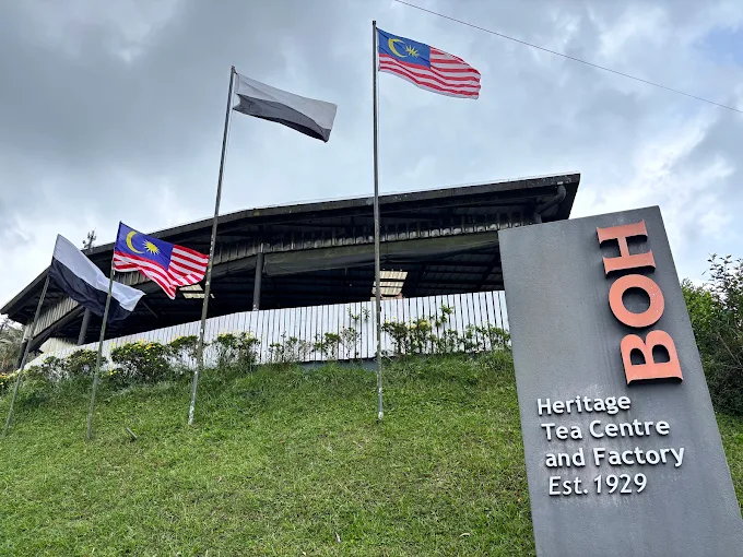 BOH Tea plantation