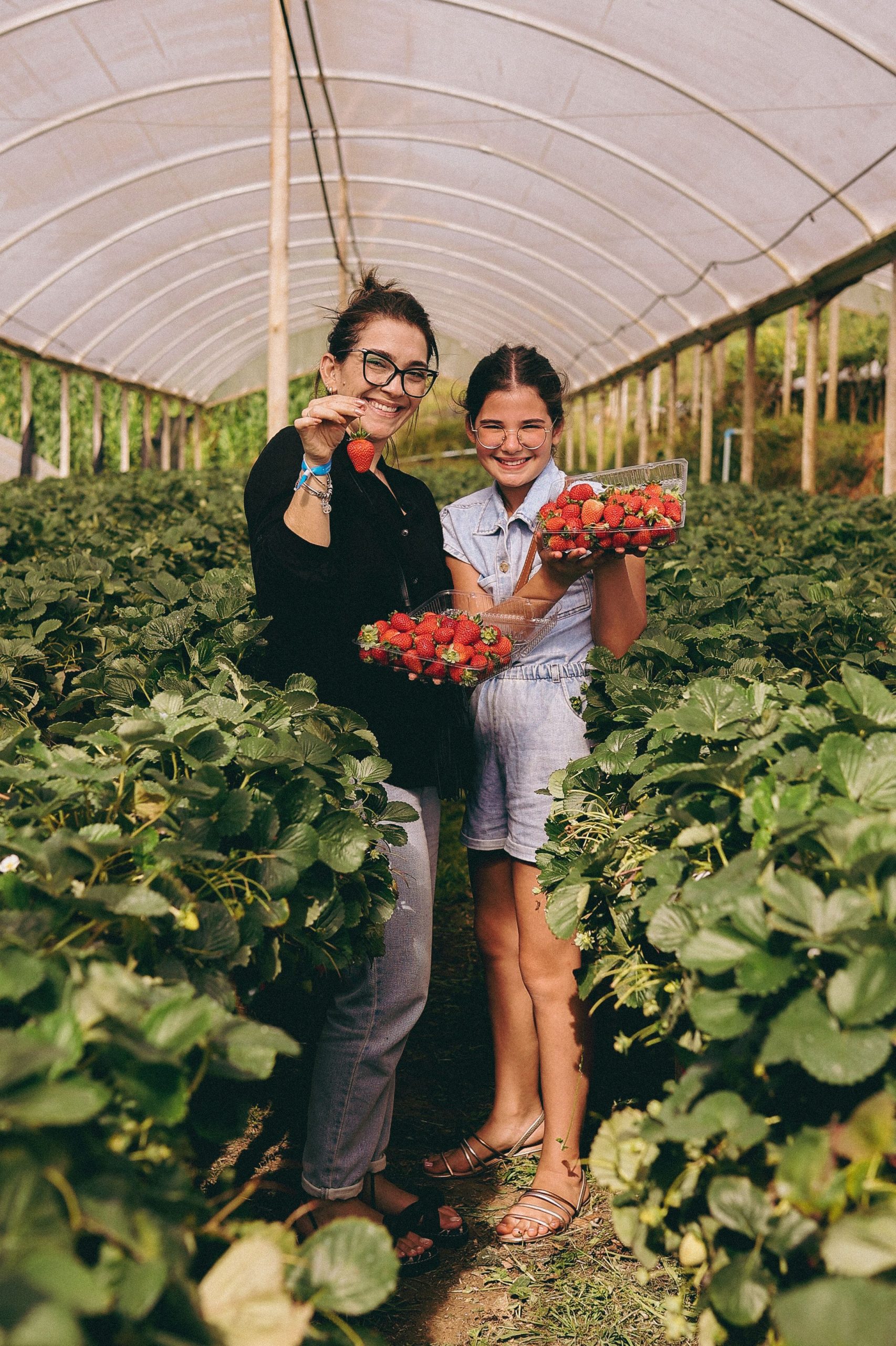 strawbery farm