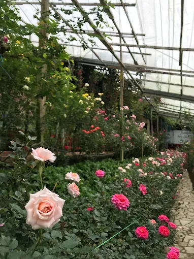 rose valley
